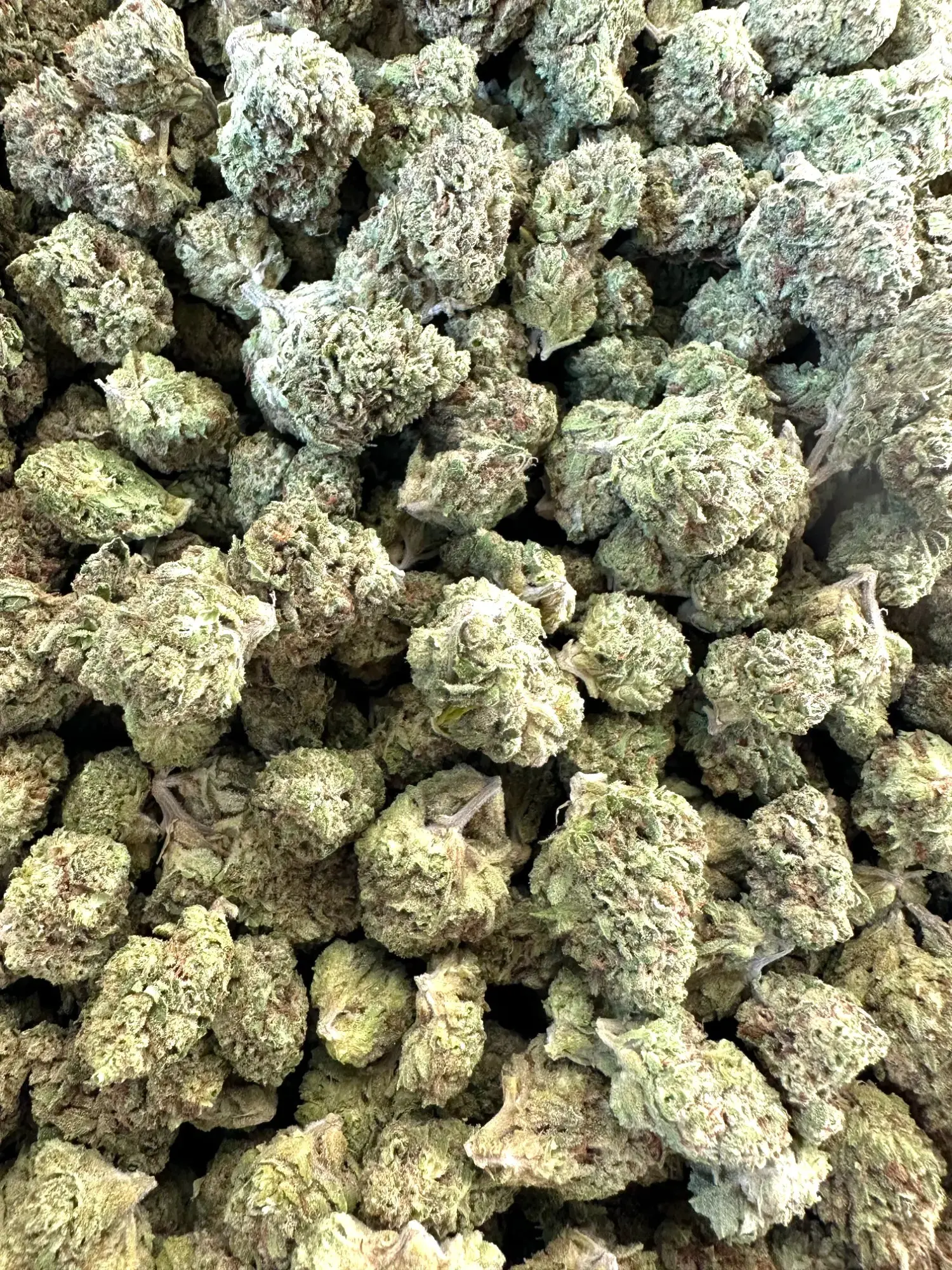 1 Pound - Exotic Cadillac Rainbow THCA Strain - Image 4