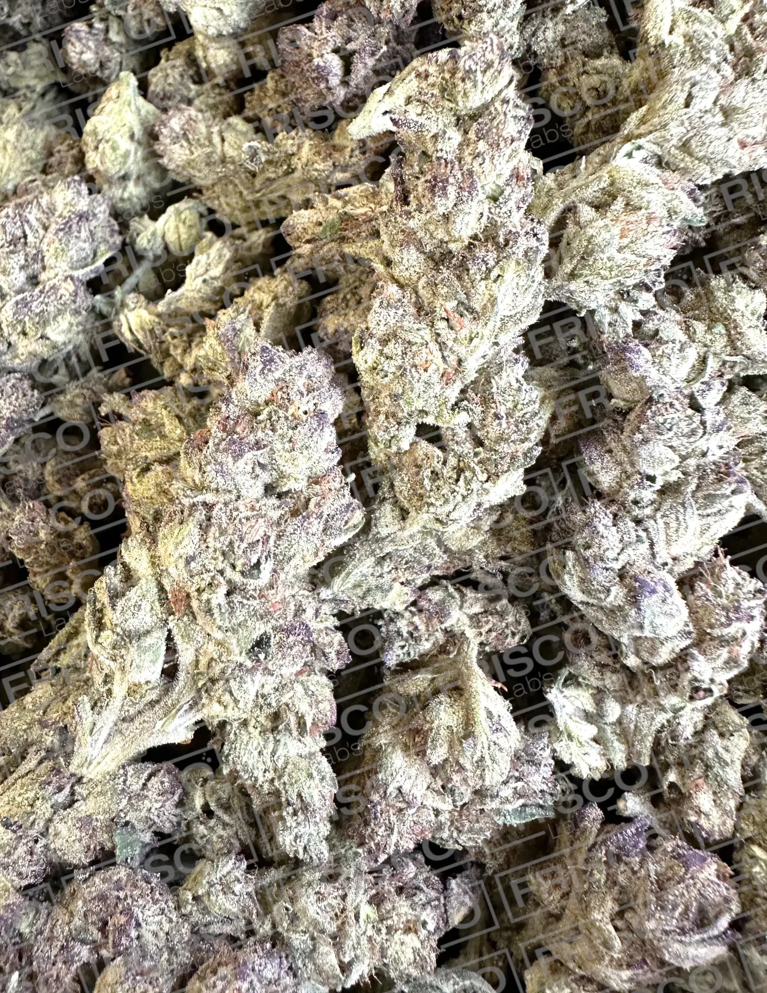1 Pound - Exotic California Sherbert THCA - Image 2