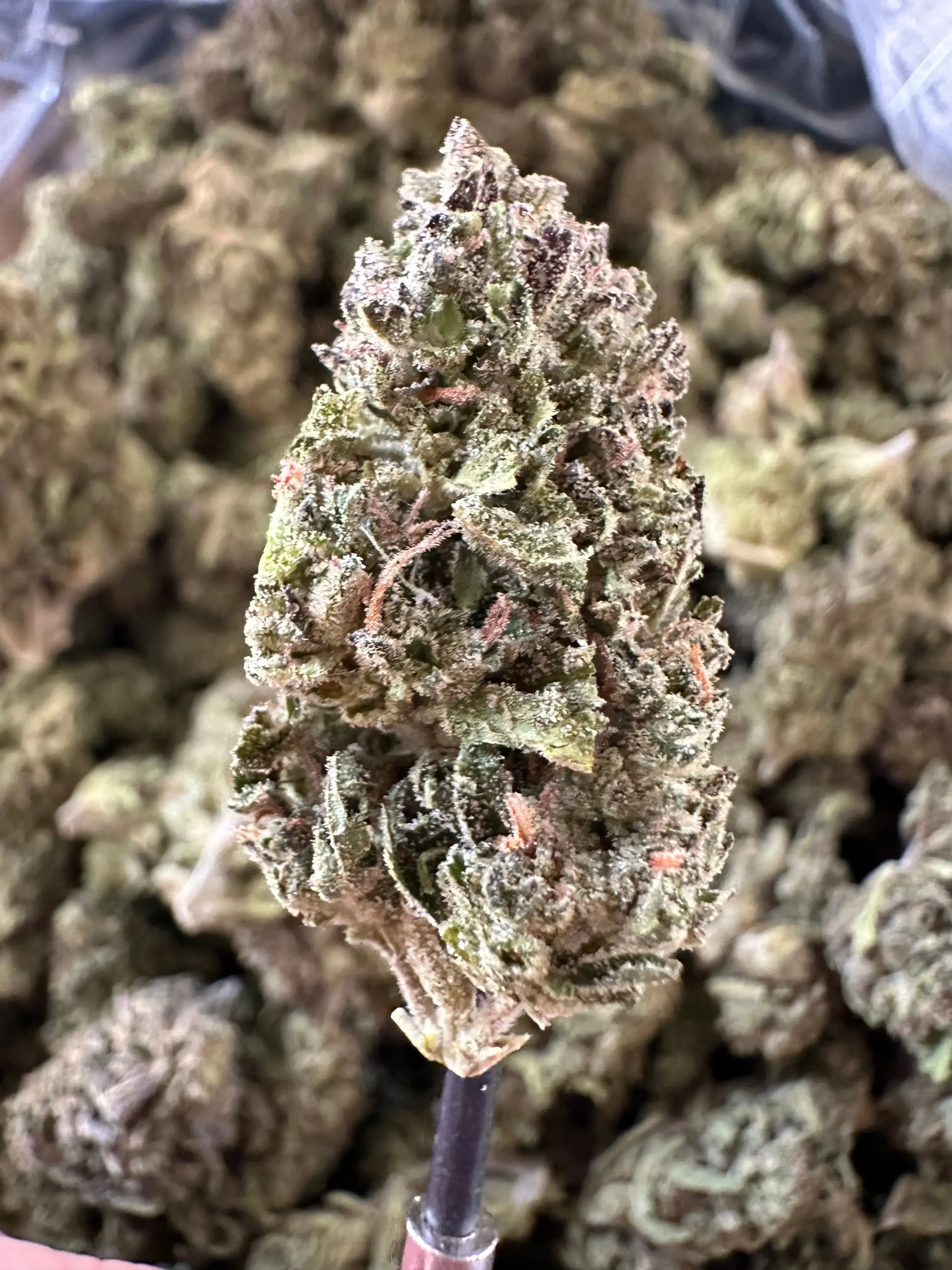 Frisco Labs - Exotic Indoor Cherry Zkittlez THCA - Image 2