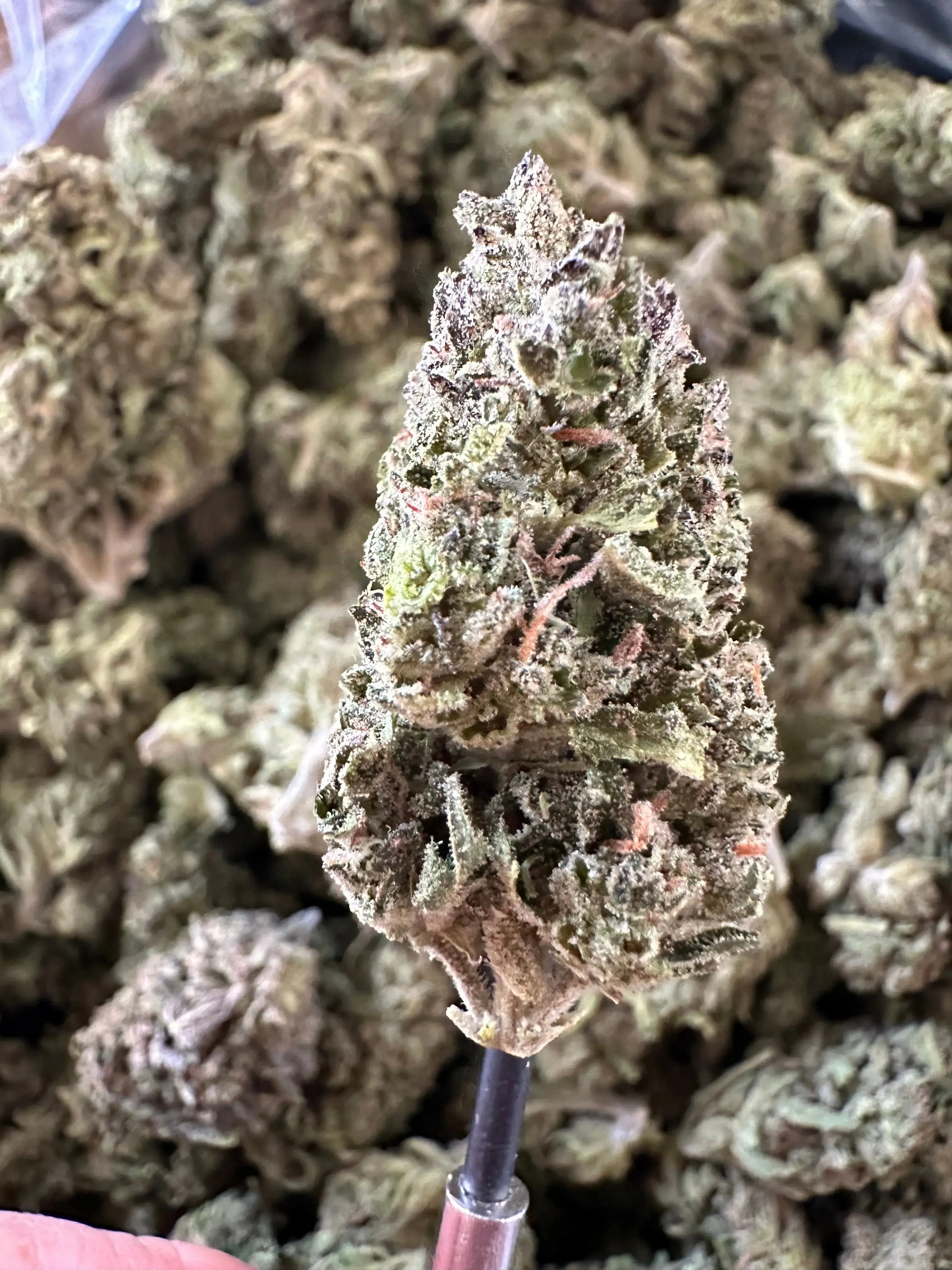 Frisco Labs - Exotic Indoor Cherry Zkittlez THCA - Image 3