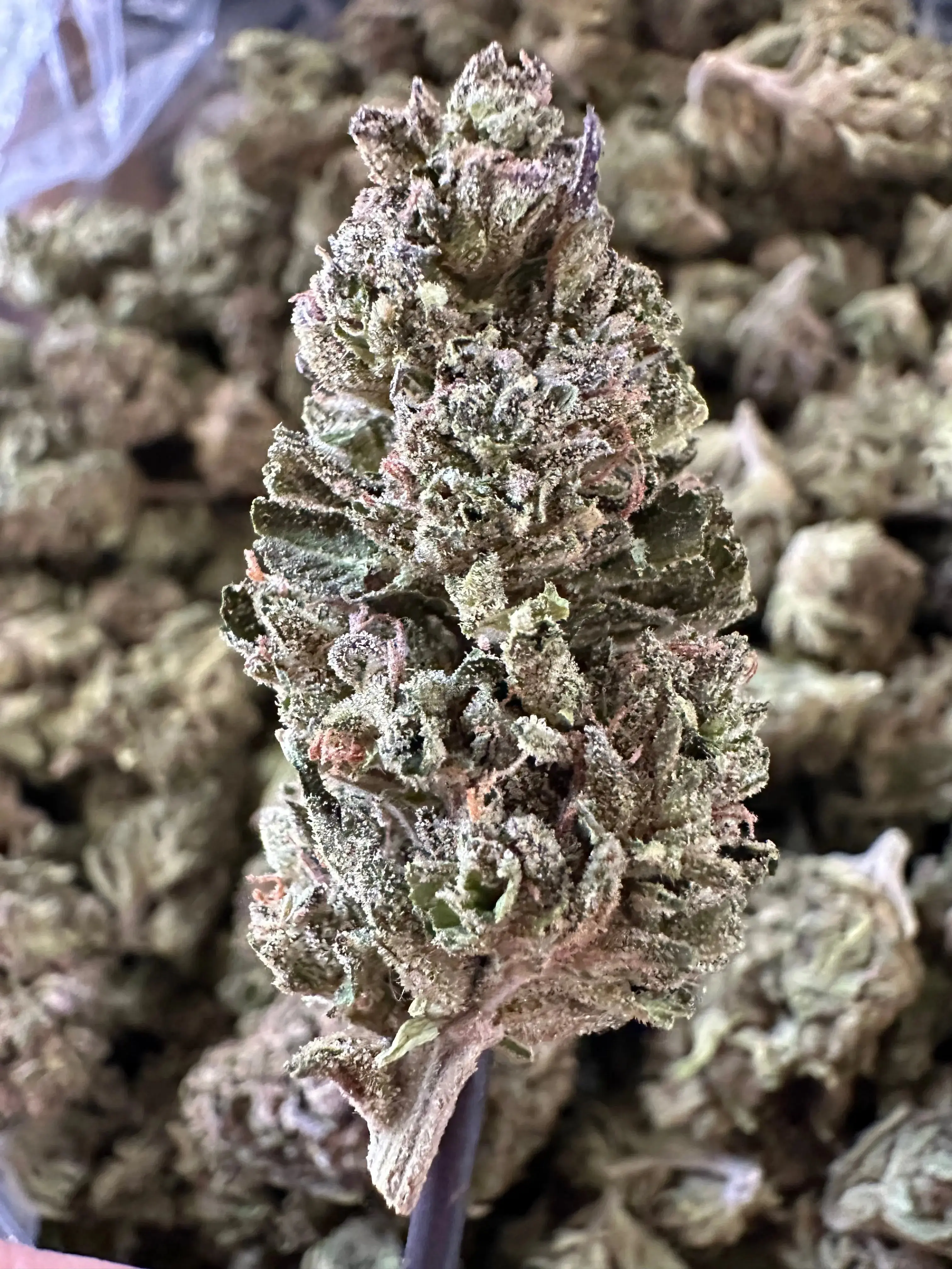 1 Pound - Exotic Indoor Gas Candy THCA - Image 2
