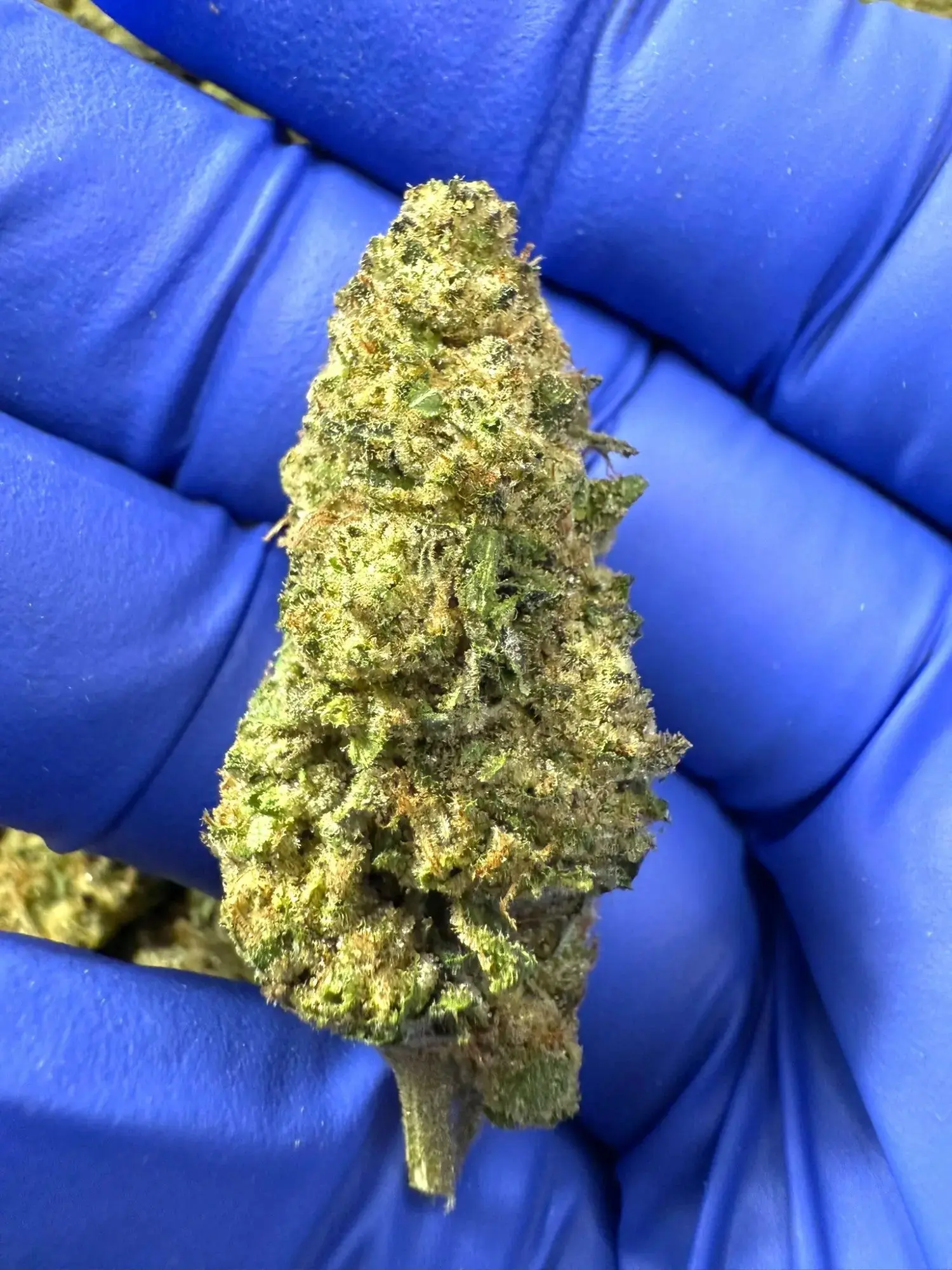 Frisco Labs Exotic Indoor Hash Burger THCA Strain - Image 2