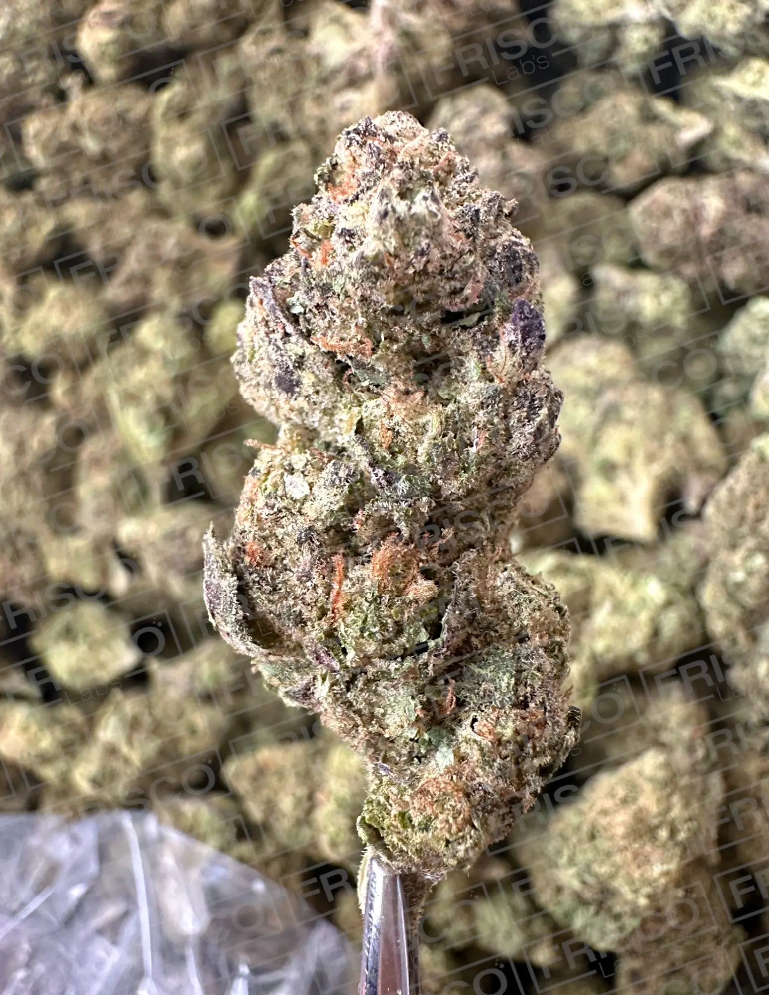 Frisco Labs Exotic Indoor Hash Burger THCA Strain - Image 5
