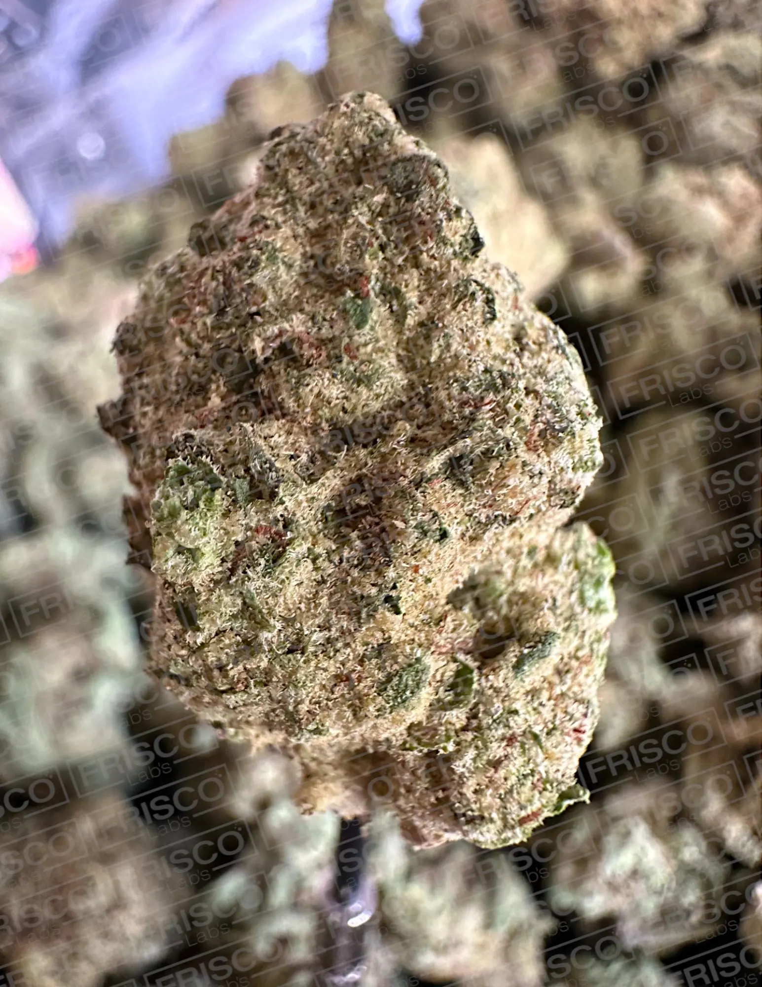 Frisco Labs Exotic Indoor Super Glue OG THCA Strain - Image 3