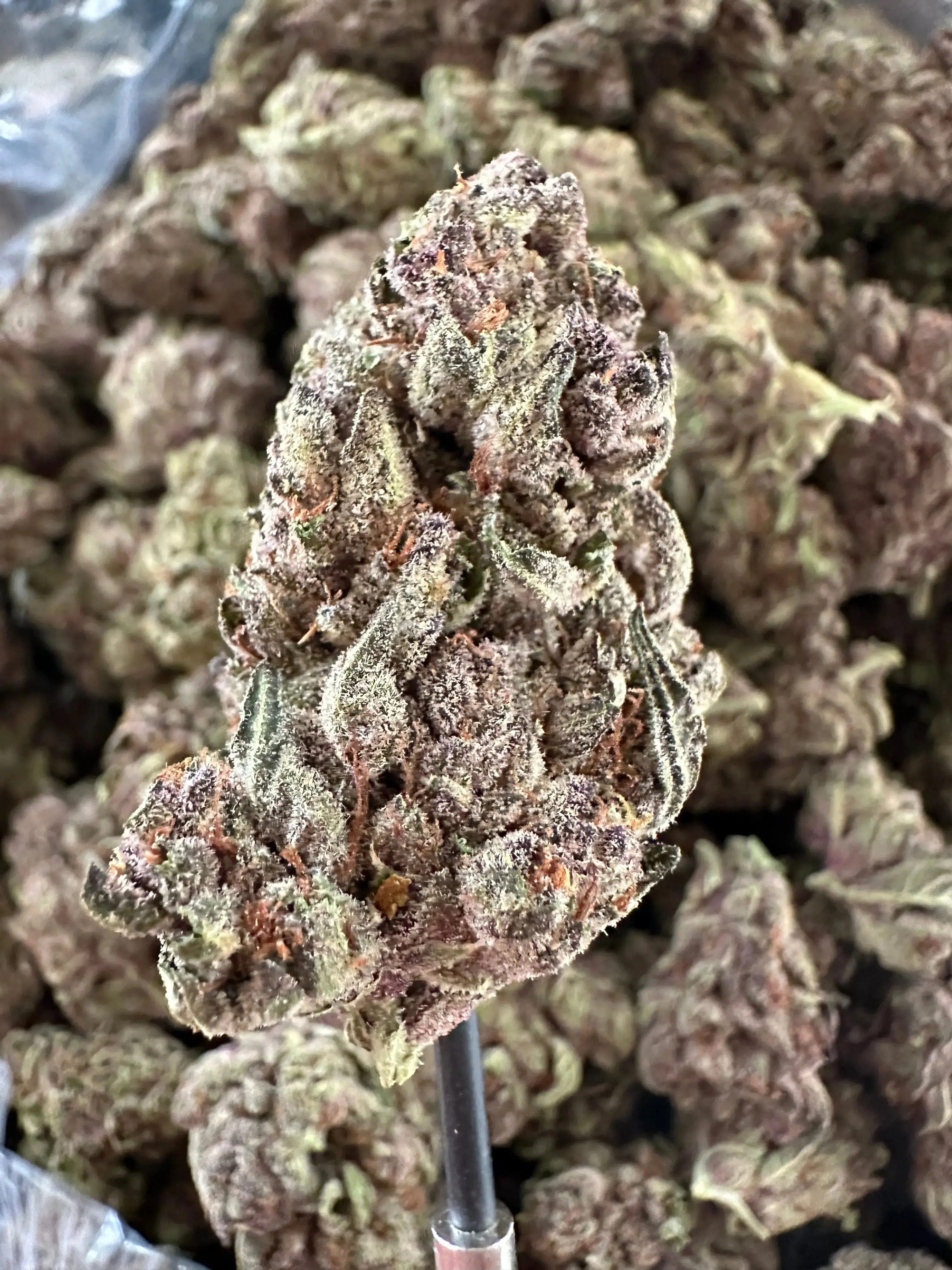 Frisco Labs - Exoti Tropicanna Cherry THCA - Image 3