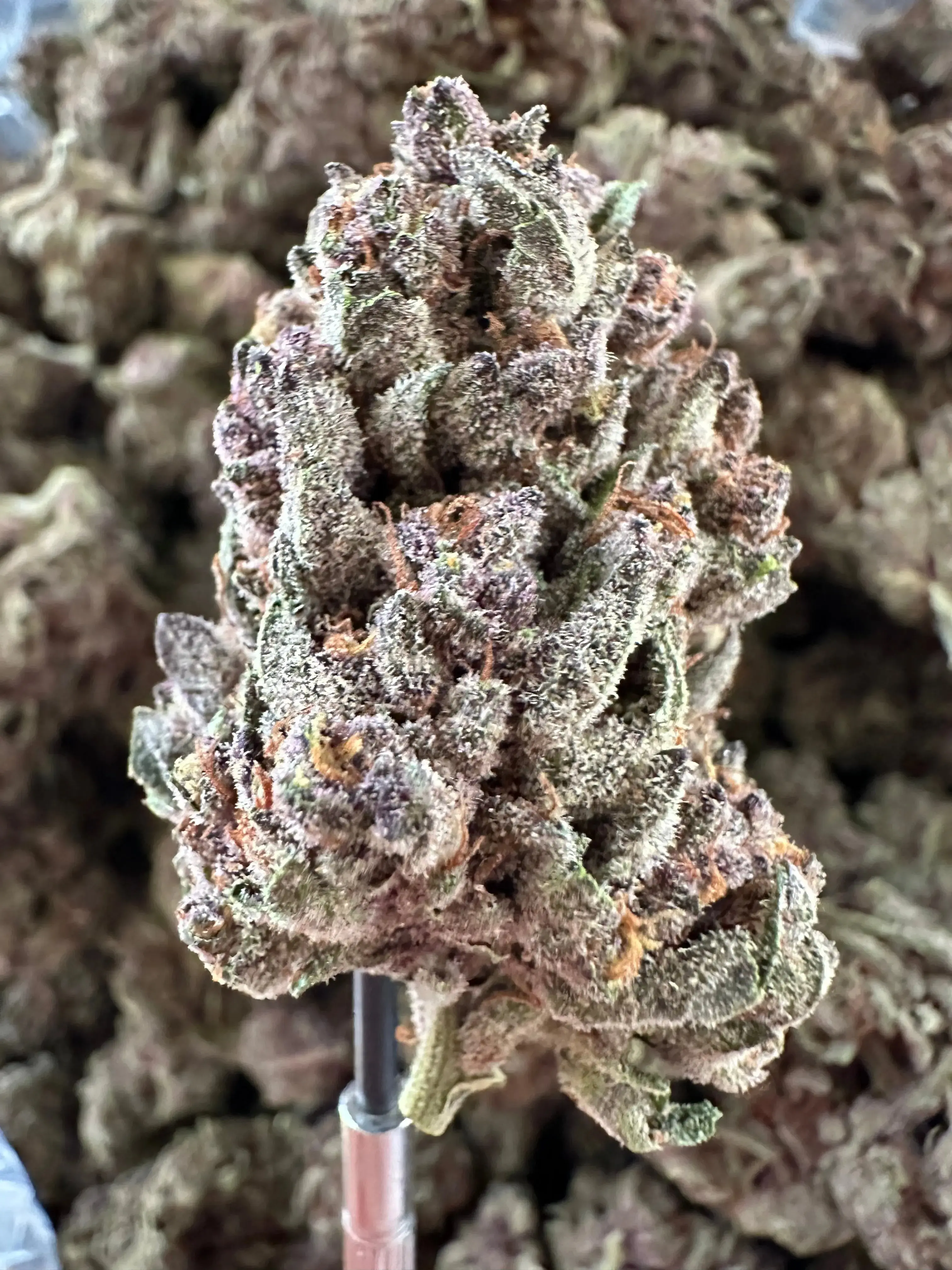 Frisco Labs - Exoti Tropicanna Cherry THCA - Image 4