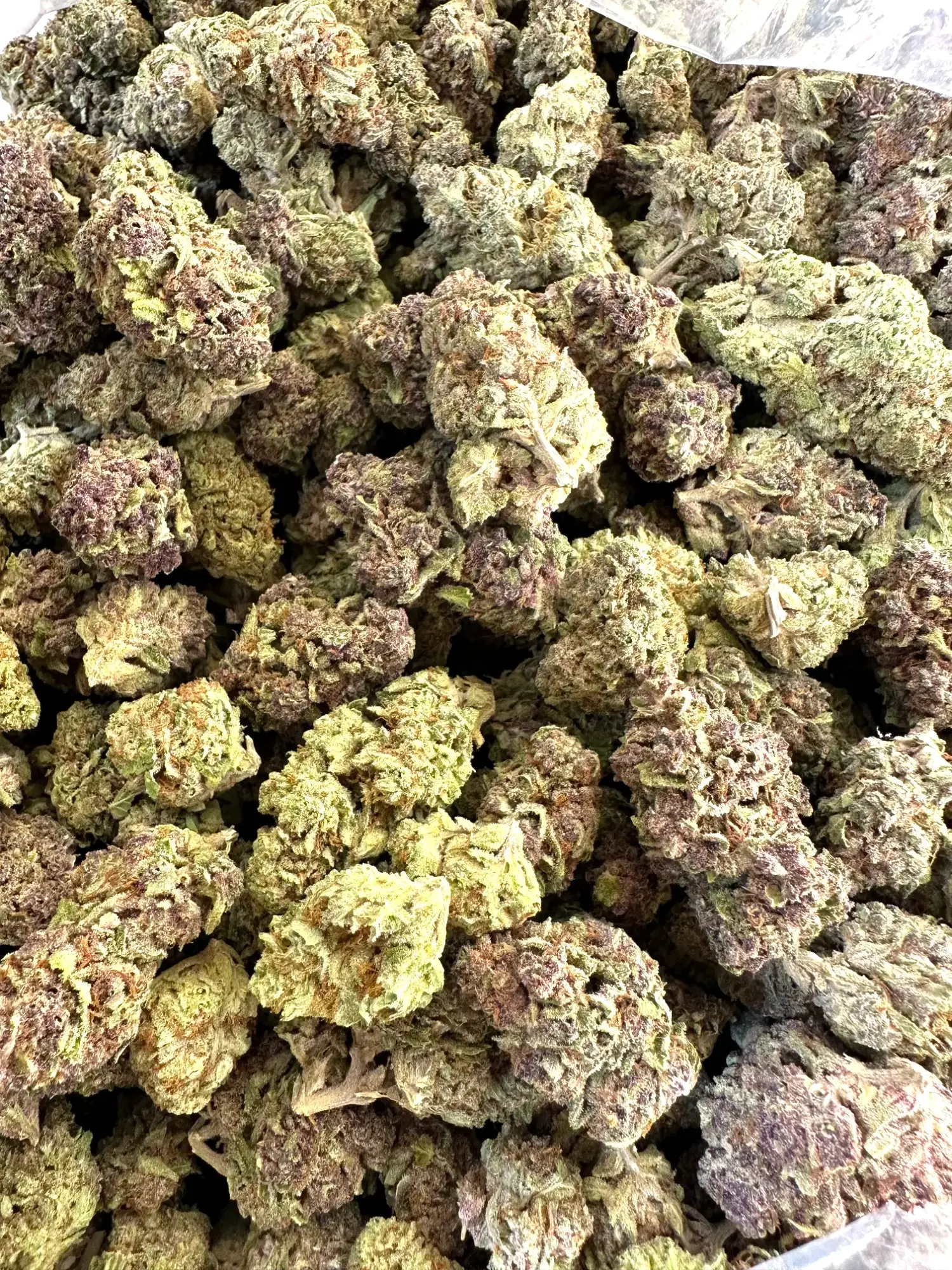 1 Pound - Exotic Italian Ice THCA Strain - Image 2