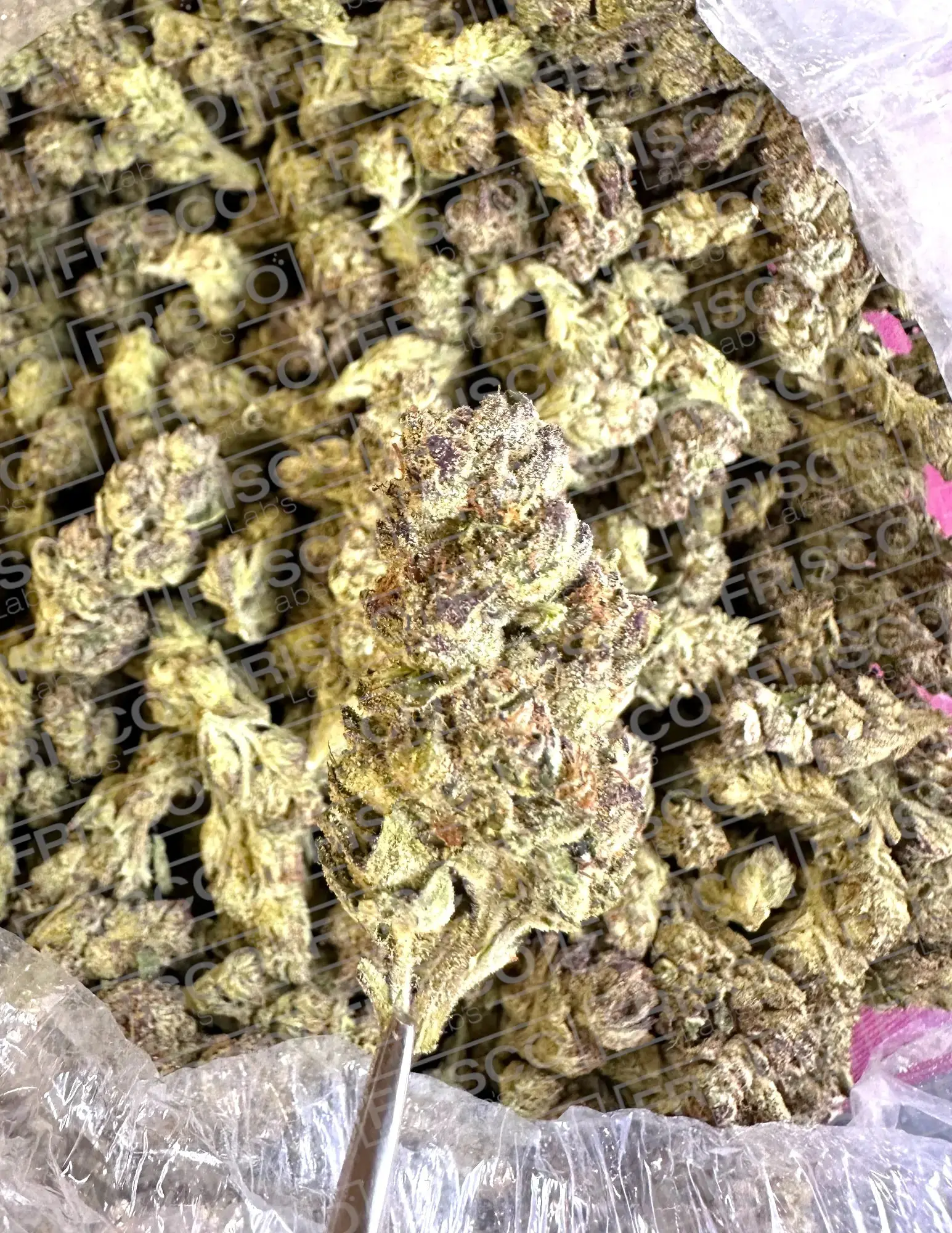 Frisco Labs - Exotic Kush Mintz THCA - Image 2