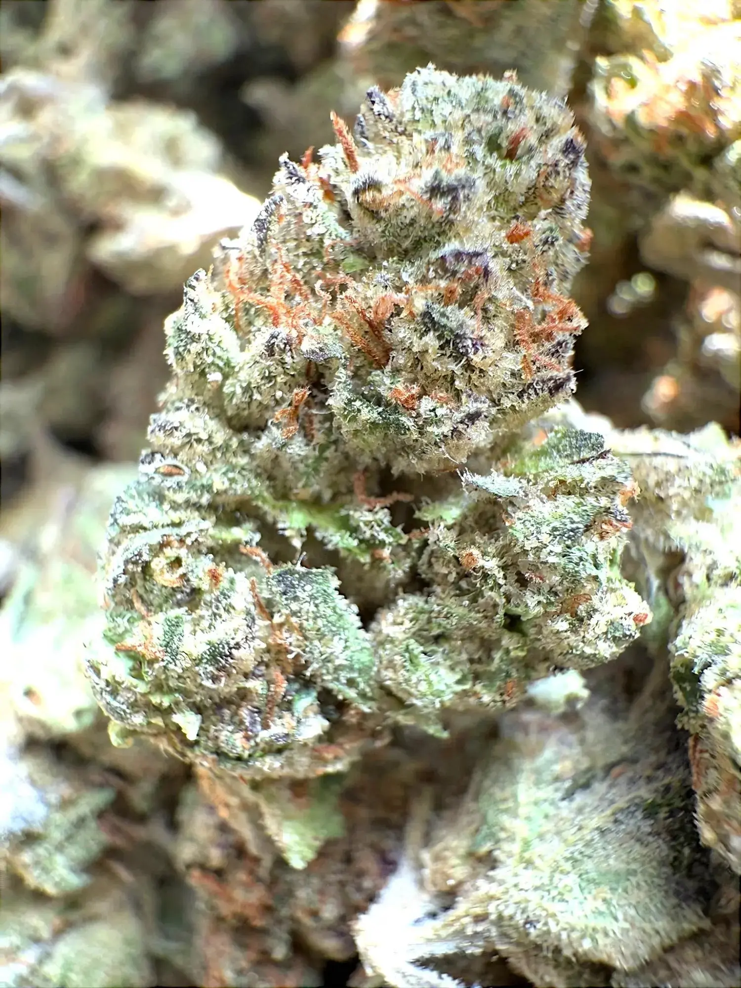 Frisco Labs -Exotic Pink Runtz THCA Strain - Image 2