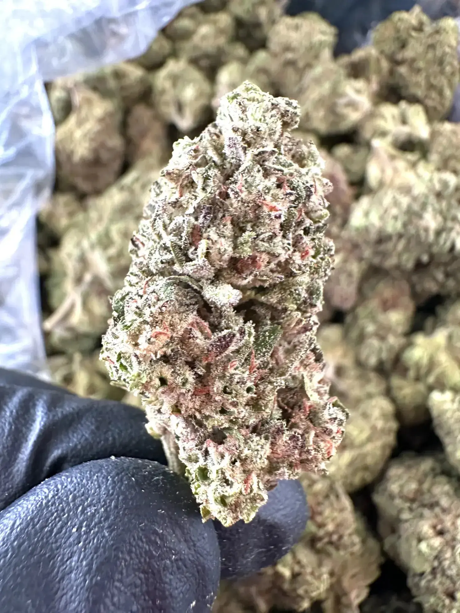 1 Pound - Exotic Wedding Crasher THCA Strain