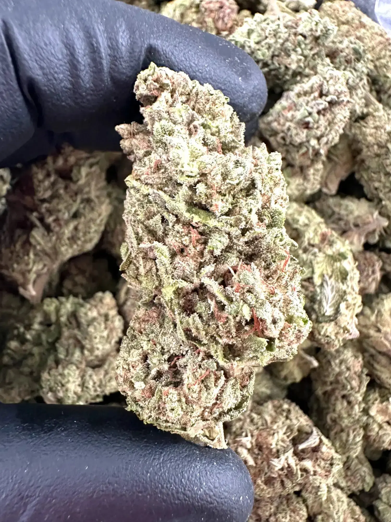 1 Pound - Exotic Wedding Crasher THCA Strain - Image 2