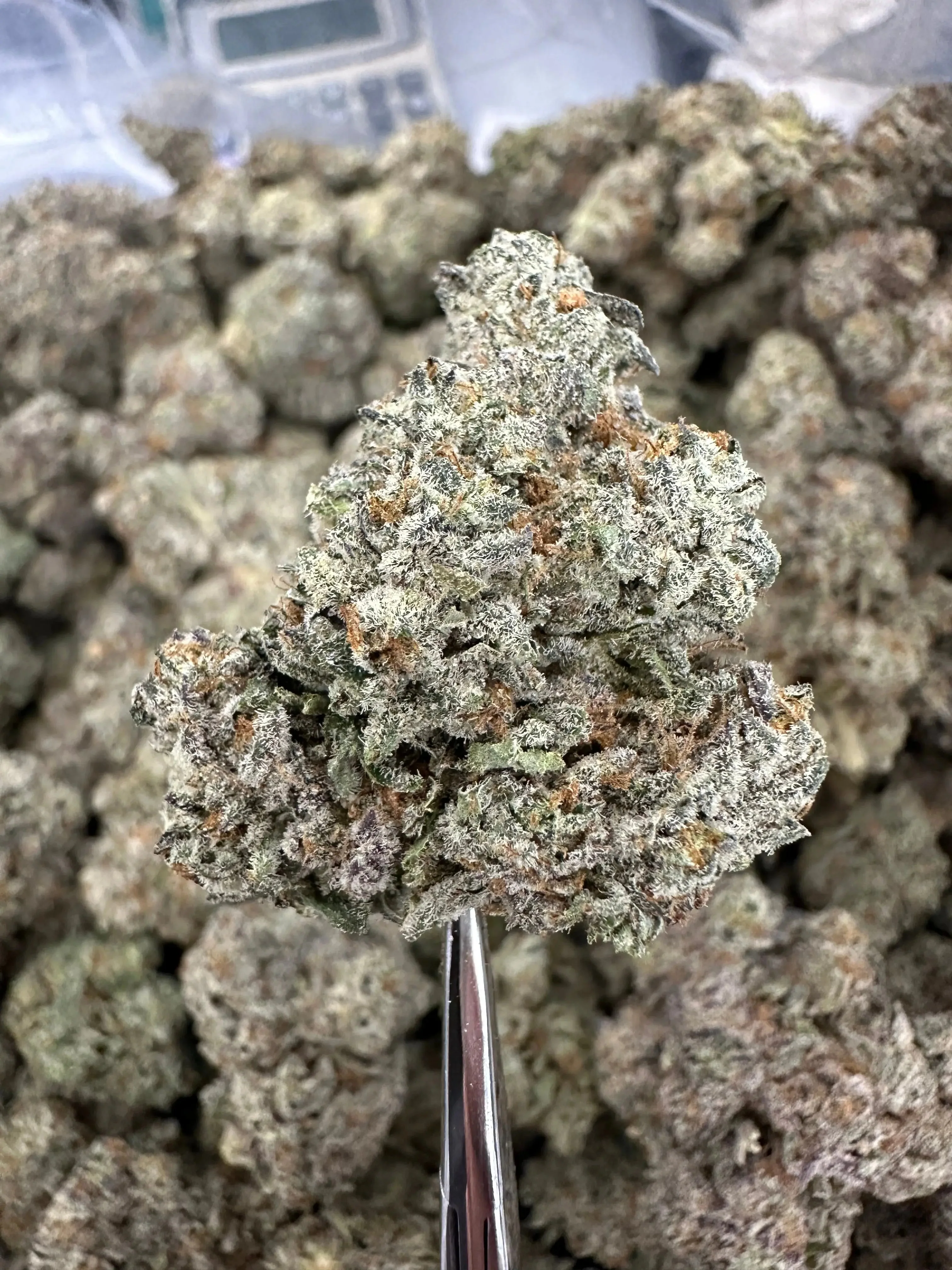 Frisco Labs - Indoor Exotic - Cookies And Cream THCA Strain - Image 3