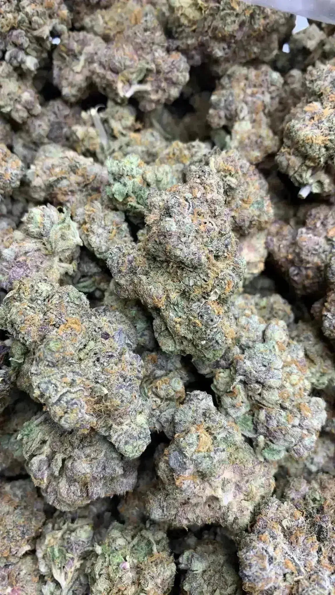 Frisco Labs - Indoor Exotic - Gary Payton THCA Strain - Image 2