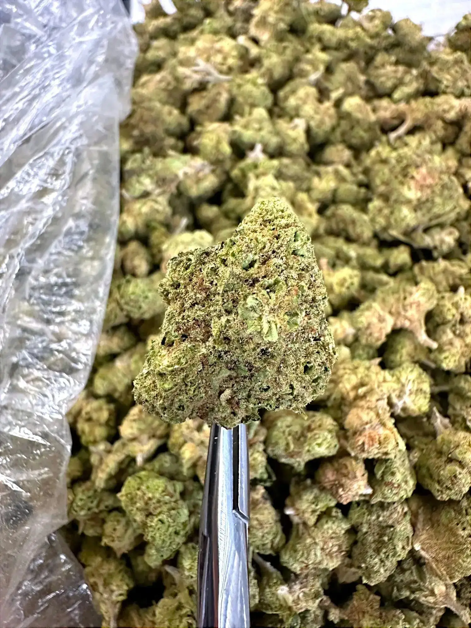 1 Pound - Pure Power Plant THCA - Image 2
