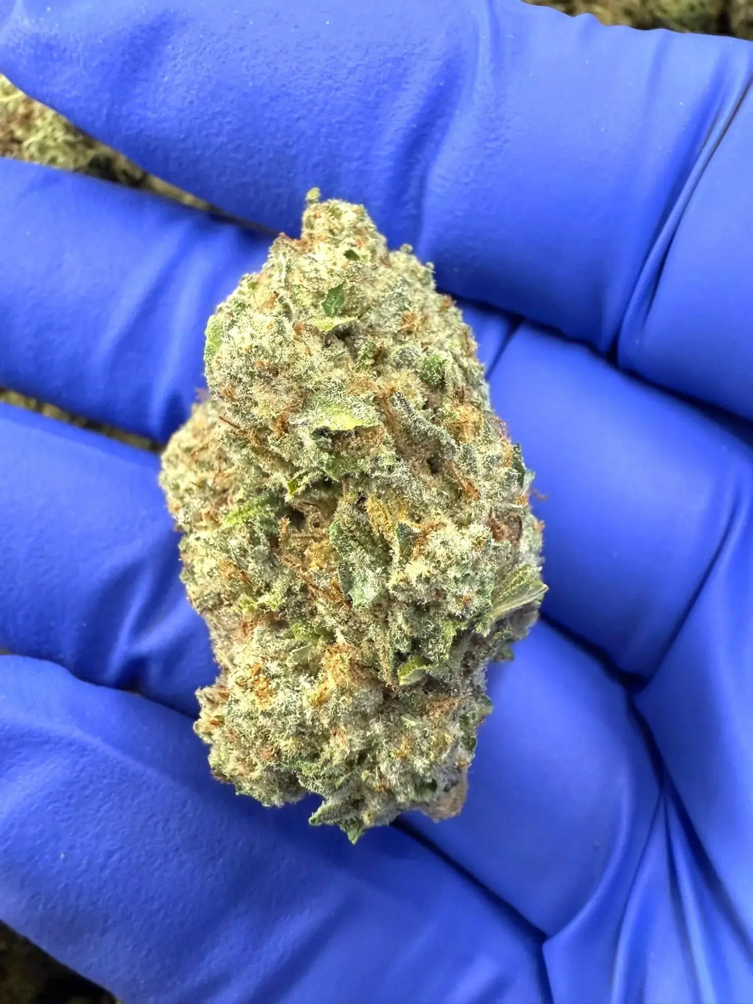 Frisco Labs - Purple Punch Strain THCA - Image 2