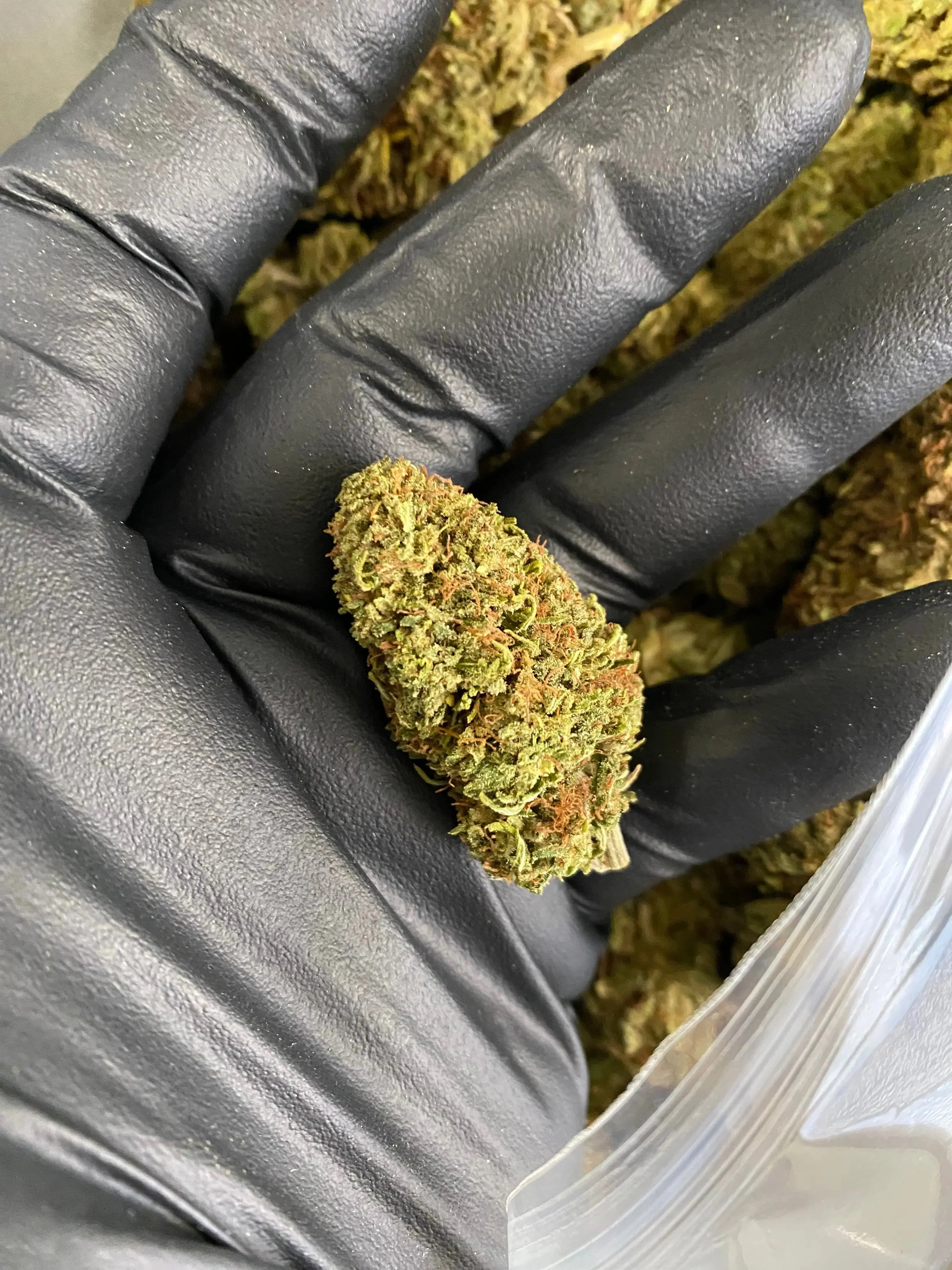 Hawaiian Dream CBD
