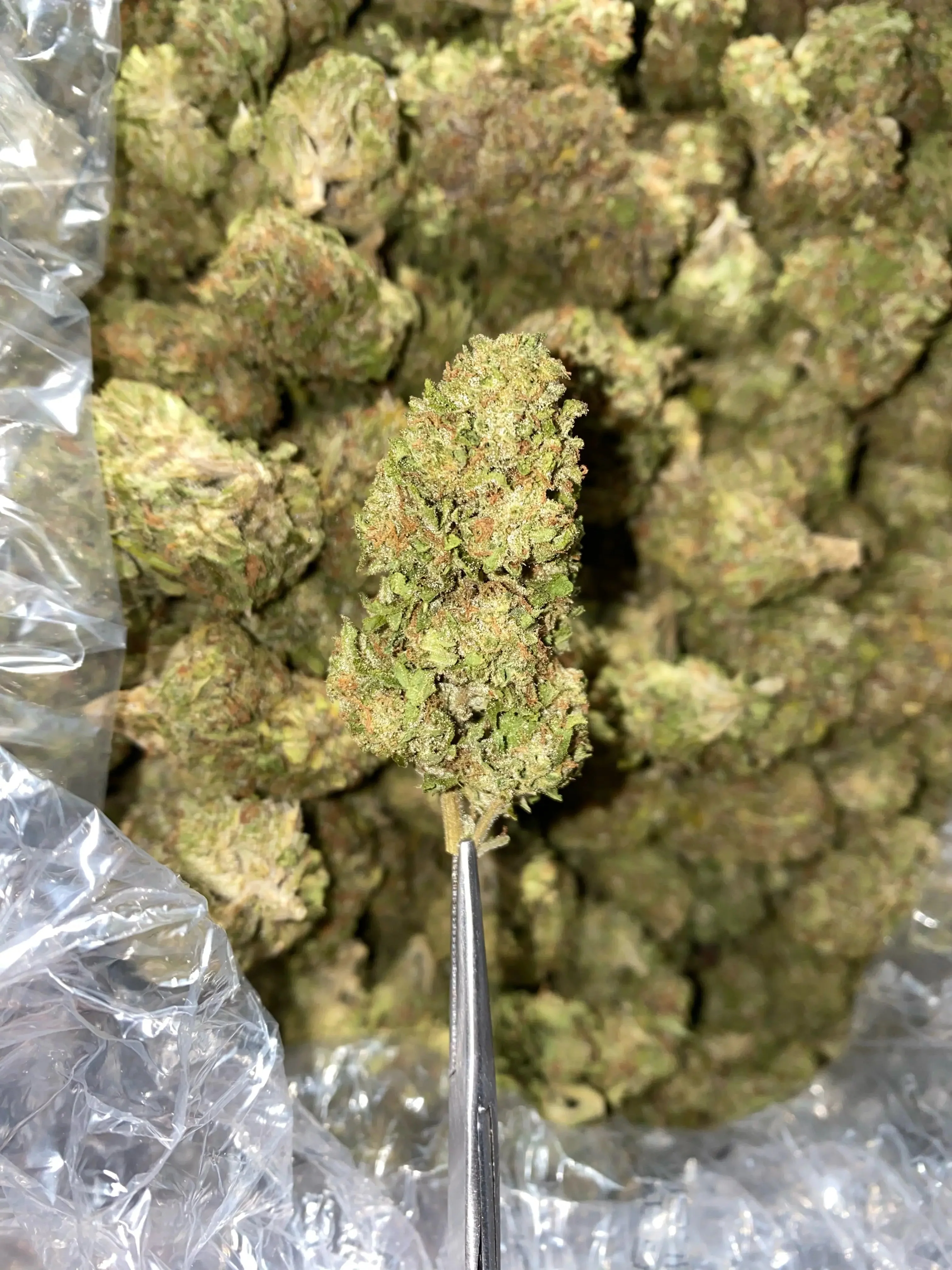 Frisco Labs - Hindu Zkittlez THCA Strain - Image 2