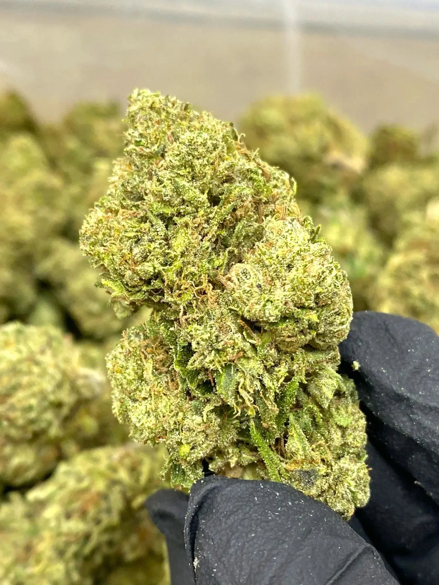 Frisco Labs - Lemon Kush THCA Strain - Image 2