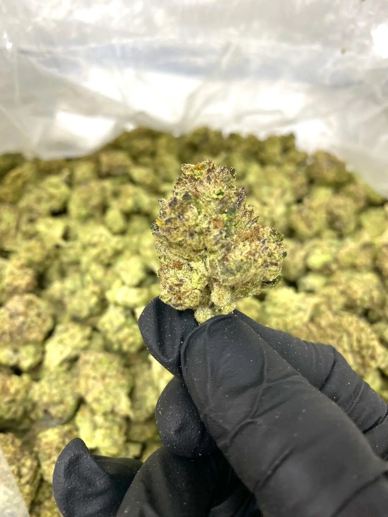 Frisco Labs - Indoor Runtz THCA Strain - Image 2