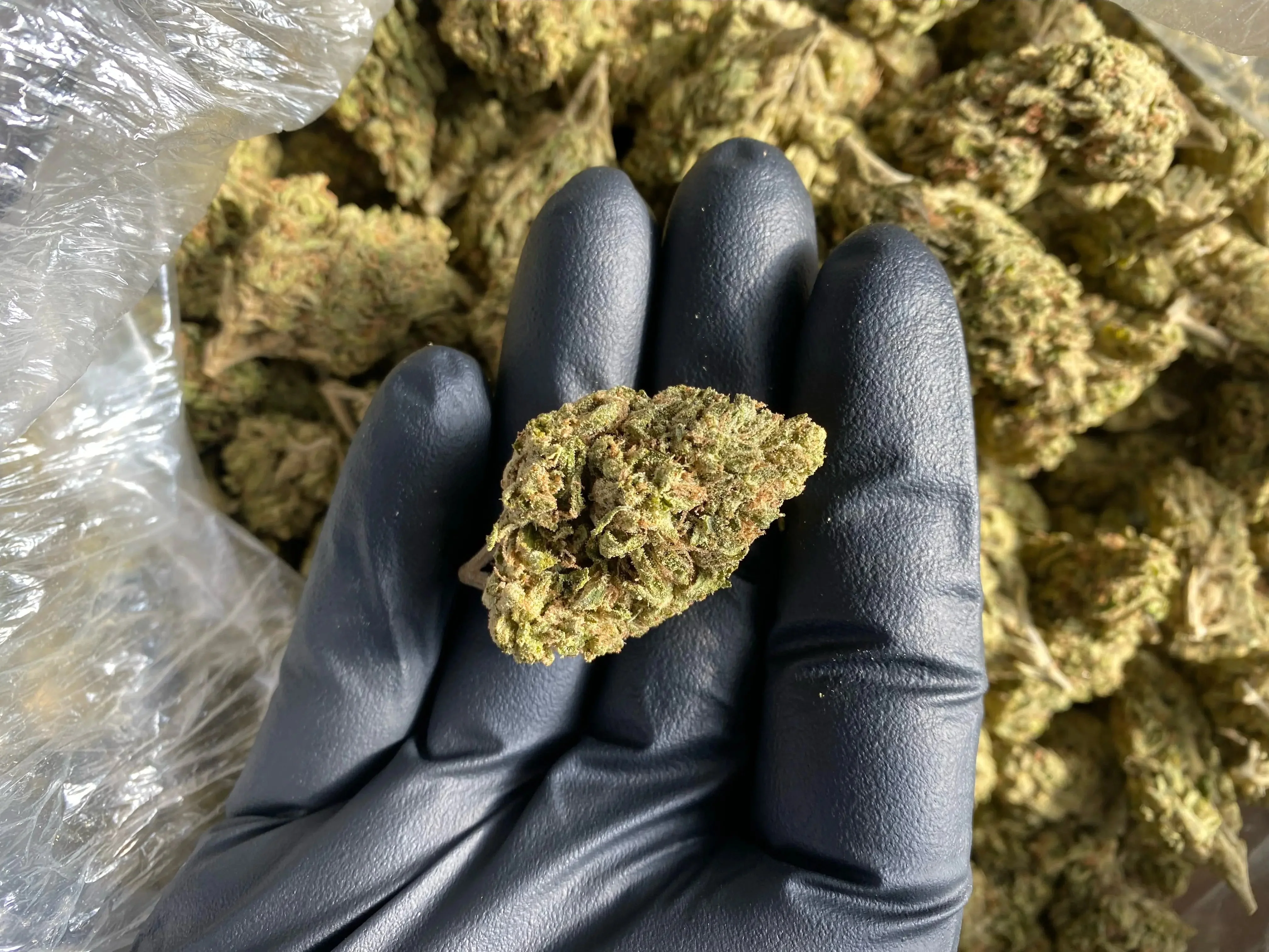 Tuscon Gelato THCA - Image 3