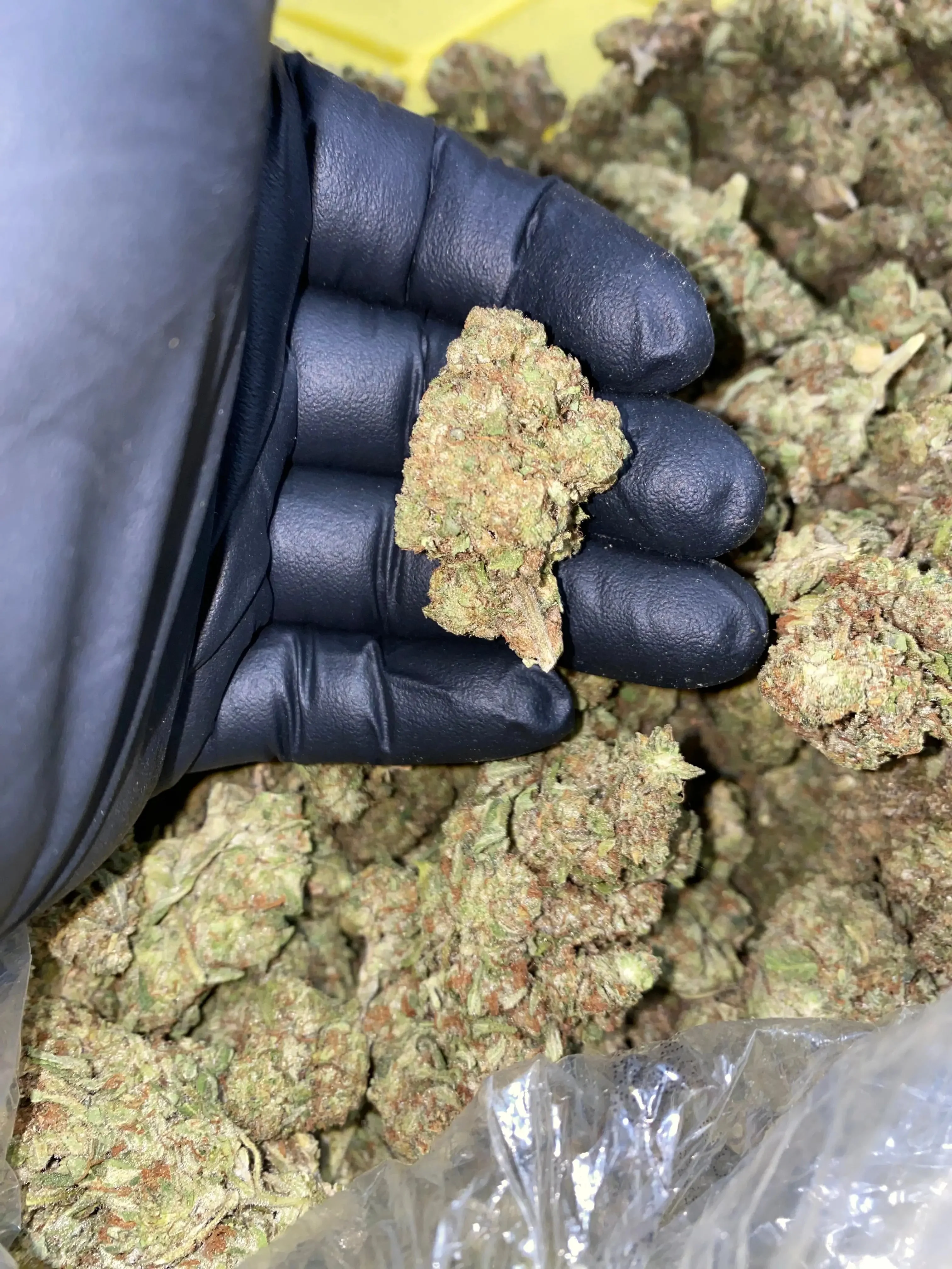 Frisco Labs - Zereal Milk THCA Strain - Image 11