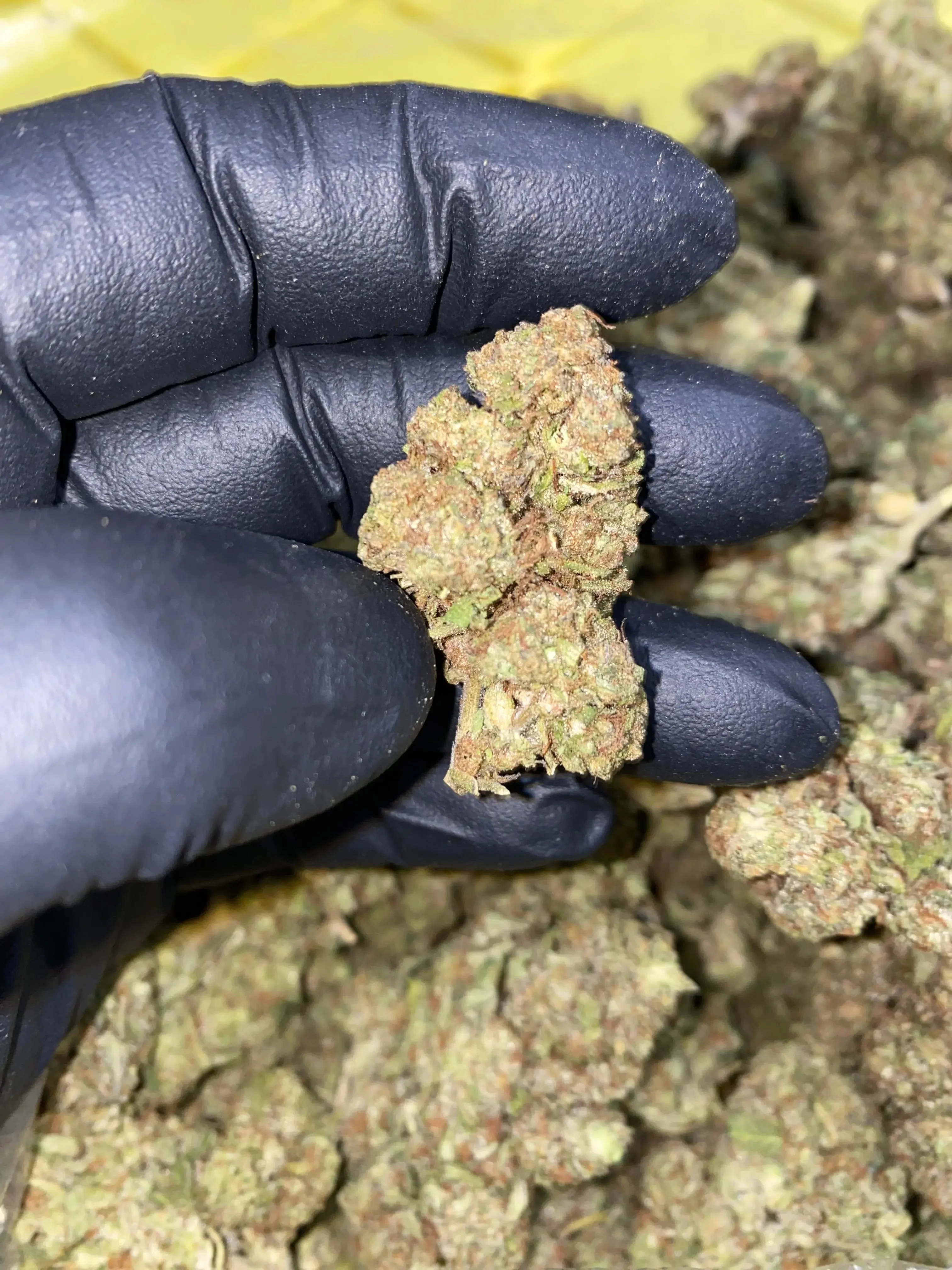 Frisco Labs - Zereal Milk THCA Strain - Image 15