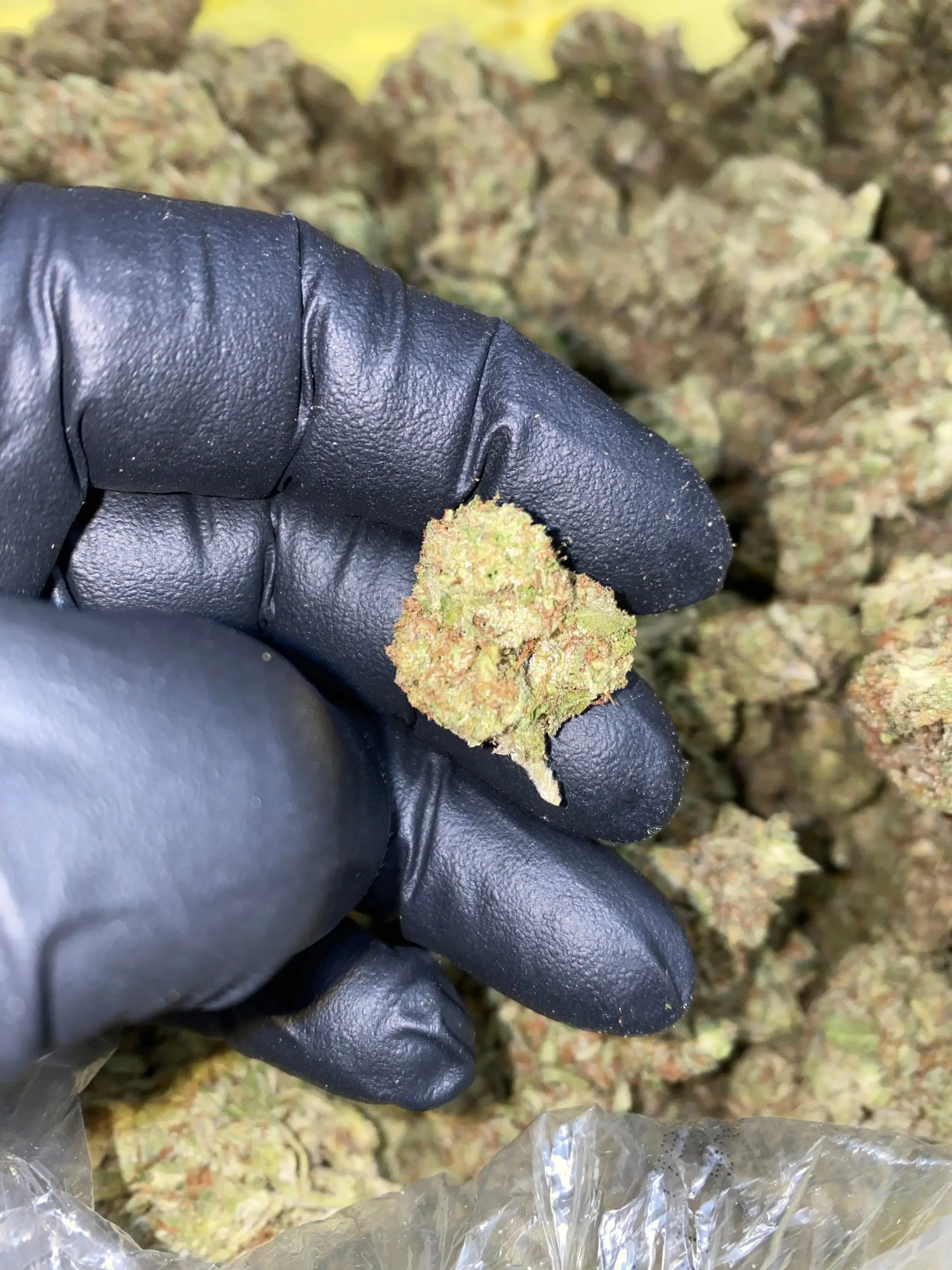 Frisco Labs - Zereal Milk THCA Strain - Image 16