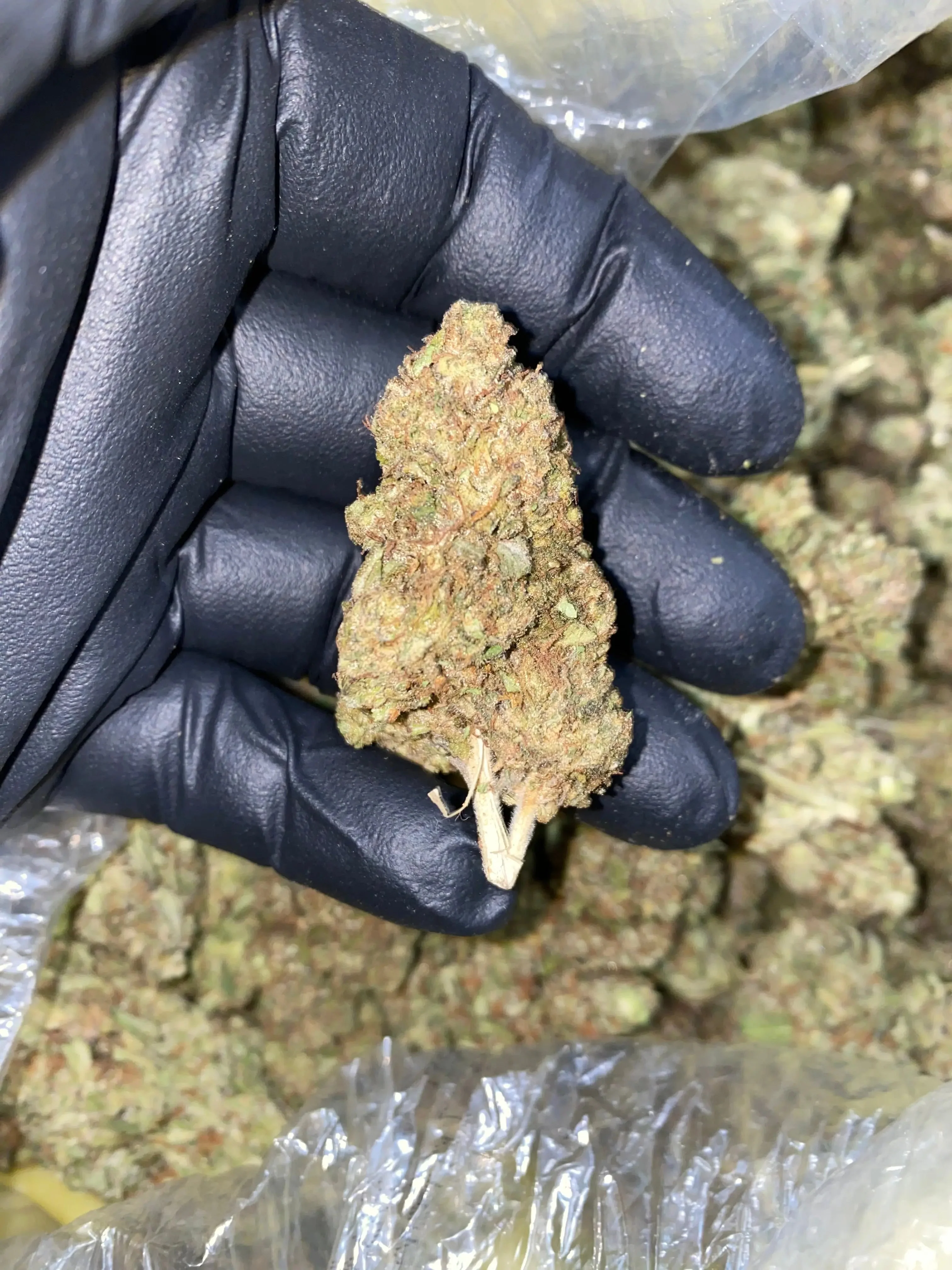 Frisco Labs - Zereal Milk THCA Strain - Image 17
